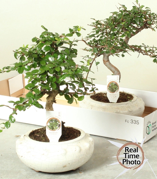 <h4>BONSAI GEM</h4>