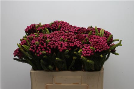 <h4>Kaaps Brunia Albiflora M Burgundy</h4>