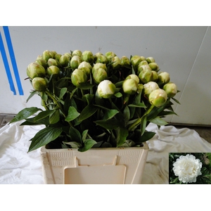 PAEO L FRINGED IVORY