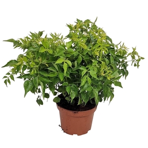 TECOMA CAPENSIS