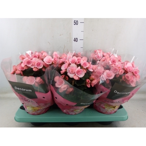 Begonia elat. DU 'Move2Joy Pink'