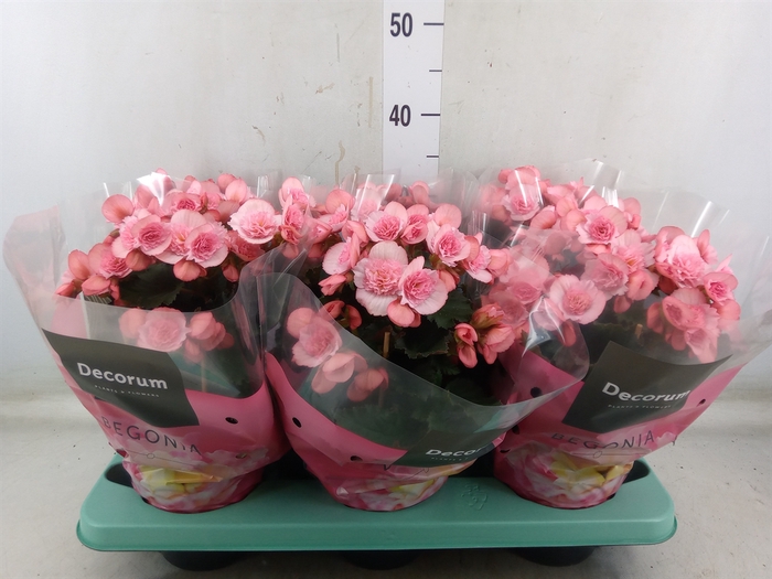 <h4>Begonia elat. DU 'Move2Joy Pink'</h4>