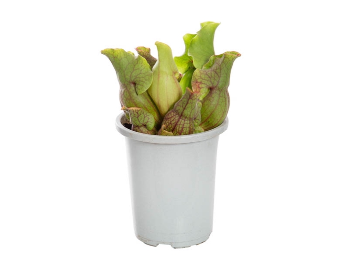 CARNIVORA SARRACENIA PURPUREA VENOSA P12