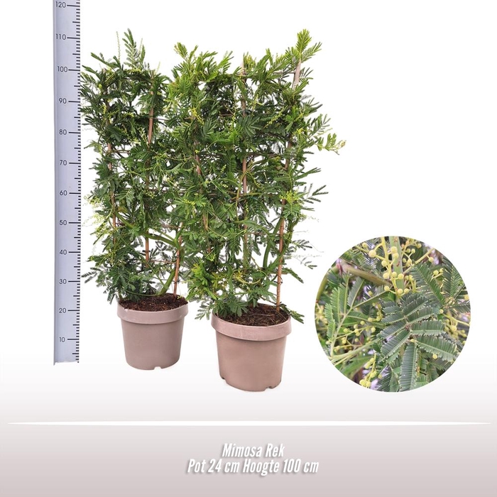 <h4>Acacia paradoxa</h4>