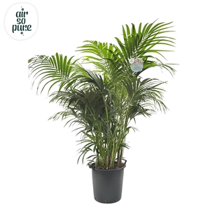 KENTIA - P44 H210 - 20PP - Air So Pure (Howea forsteriana)