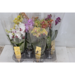 PHALAENOPSIS MINI P09 2 HT