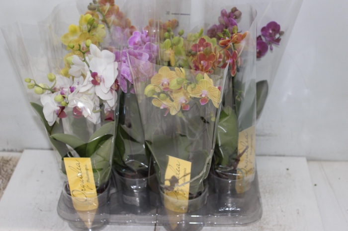 <h4>PHALAENOPSIS MINI P09 2 HT</h4>