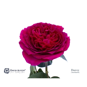 Rosa GR 'David Austin Darcey'