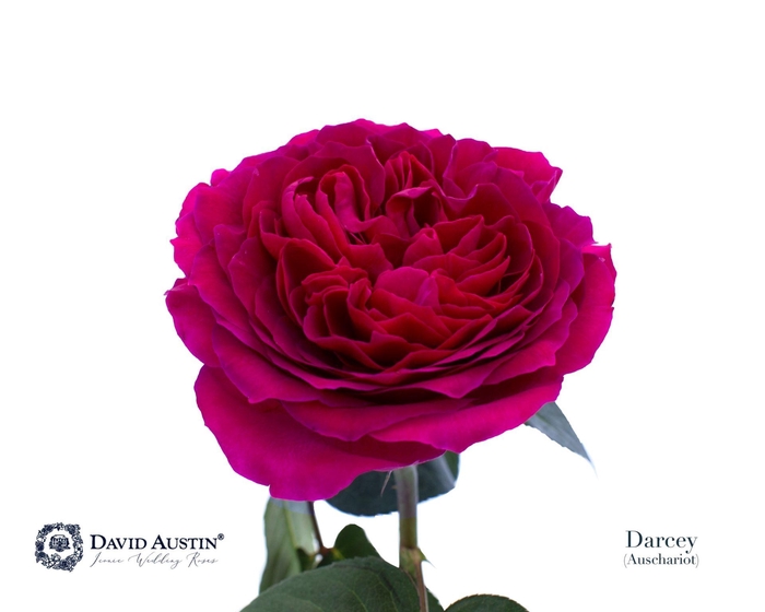 <h4>Rosa GR 'David Austin Darcey'</h4>