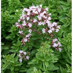 Origanum vulgare 'Compactum'