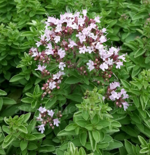 <h4>Origanum vulgare 'Compactum'</h4>
