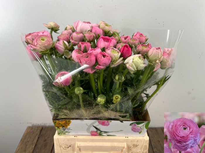 <h4>RAN EL PINK</h4>