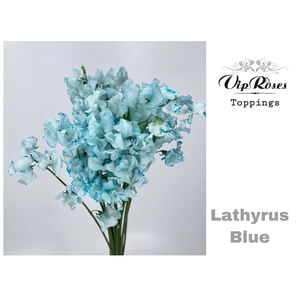 LATHYR BLUE