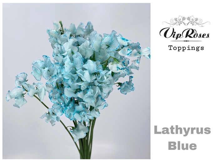 <h4>Lathyr Blue</h4>