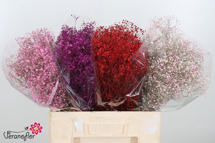 <h4>GYPS KLB H%</h4>