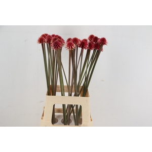 INRIDIA FLOWER