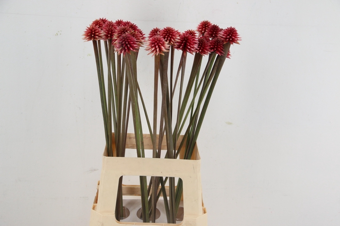 <h4>INRIDIA FLOWER</h4>