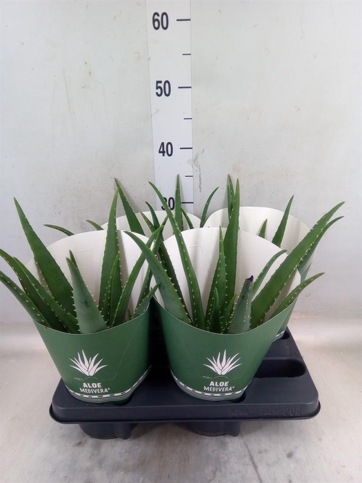 <h4>Aloe  'Equator'</h4>