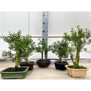 Bonsai mix, indoor, pot 14-18cm. Height 30cm. Various potsizes exotic Buxus harlandii, without driptray.