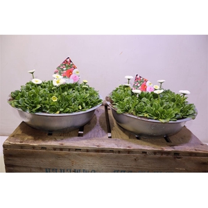 arr8 Bellis White In Zinken Schaal