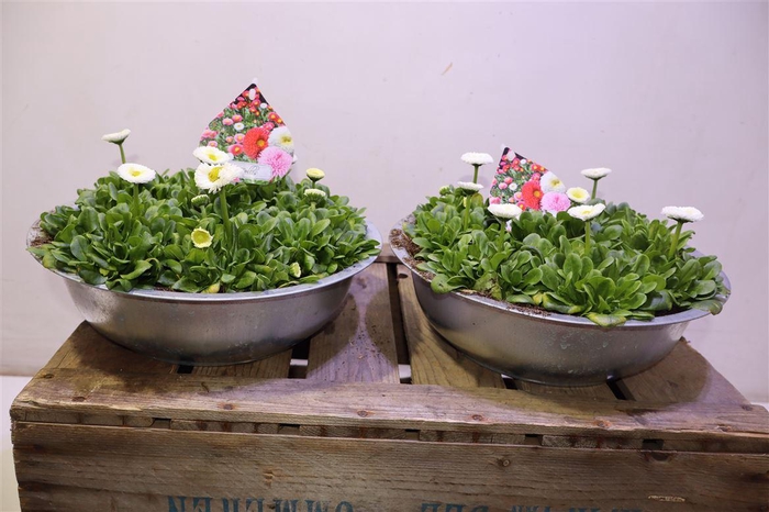 <h4>arr8 Bellis White In Zinken Schaal</h4>