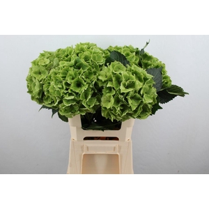 Hydrangea mag emerald classic