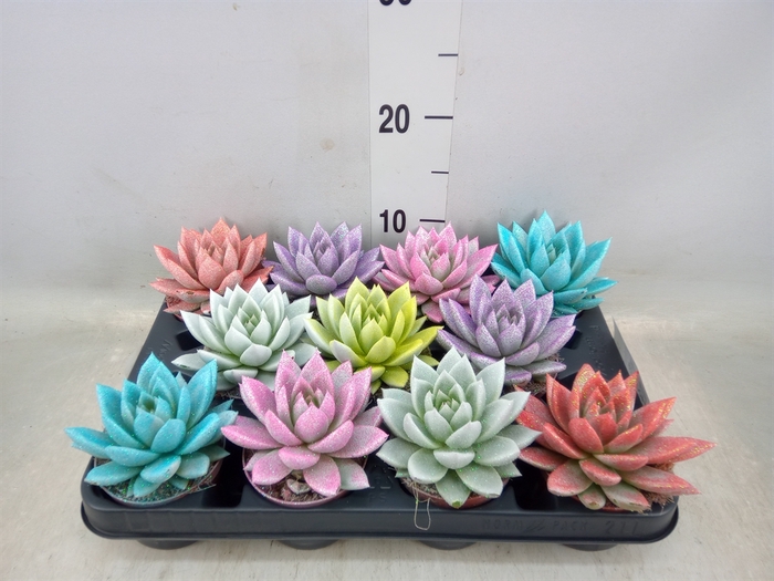 <h4>Echeveria  'Miranda'</h4>