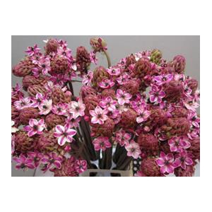 ORNIT SAUNDERSIAE CERISE