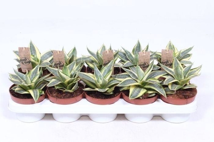 <h4>Sansevieria Golden Hahnii</h4>