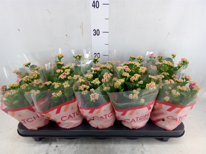 <h4>Kalanchoe blos. 'RosDon Geraldo'</h4>