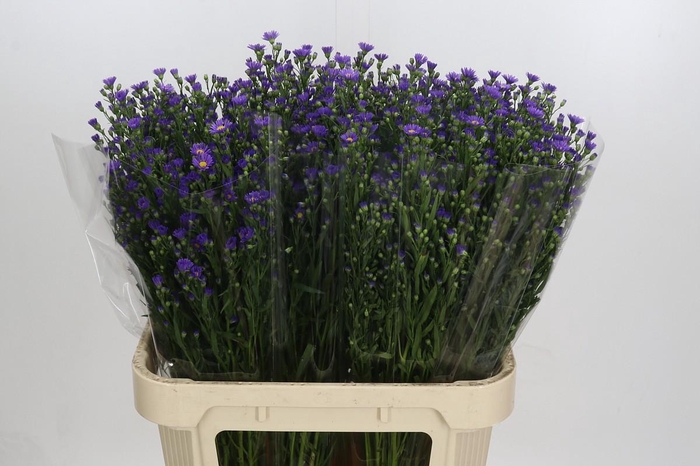 <h4>Aster Casamare</h4>