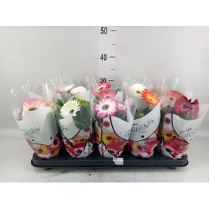 Gerbera   ...mix