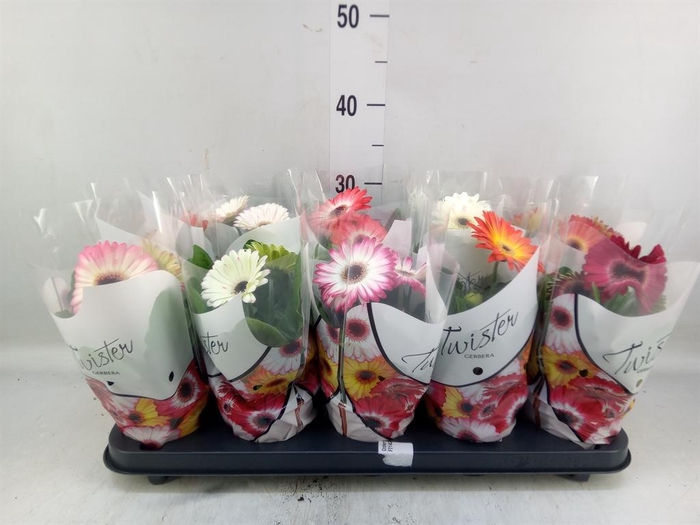 <h4>Gerbera   ...mix</h4>