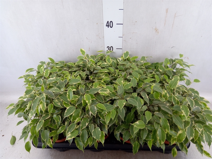 <h4>Ficus benja. 'Kinky'</h4>