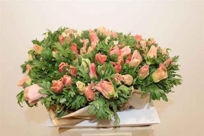 <h4>Anem Rainbow Barbie</h4>