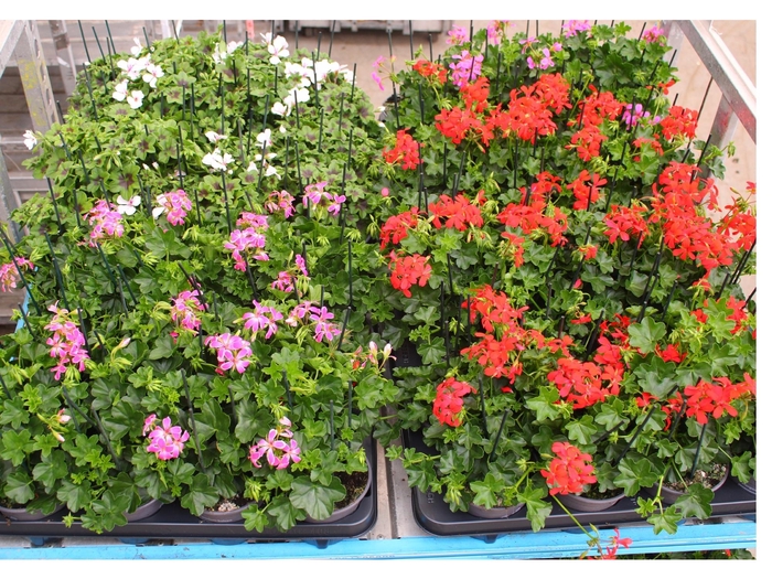 <h4>PEL PELT MIXK</h4>