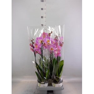 Phalaenopsis   ...mix