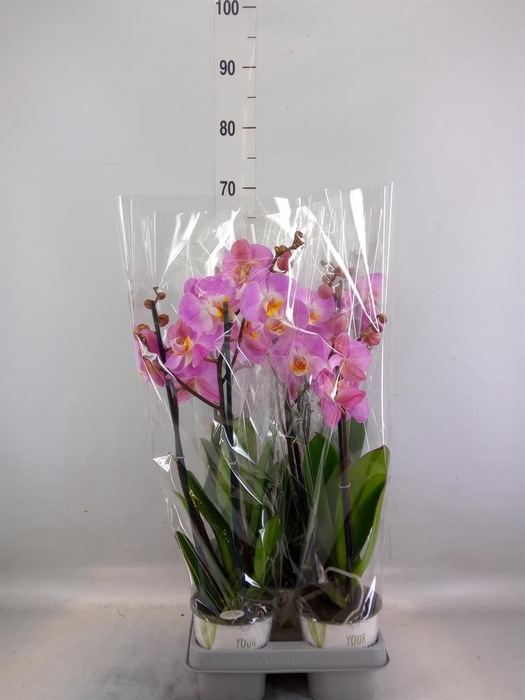 <h4>Phalaenopsis   ...mix</h4>