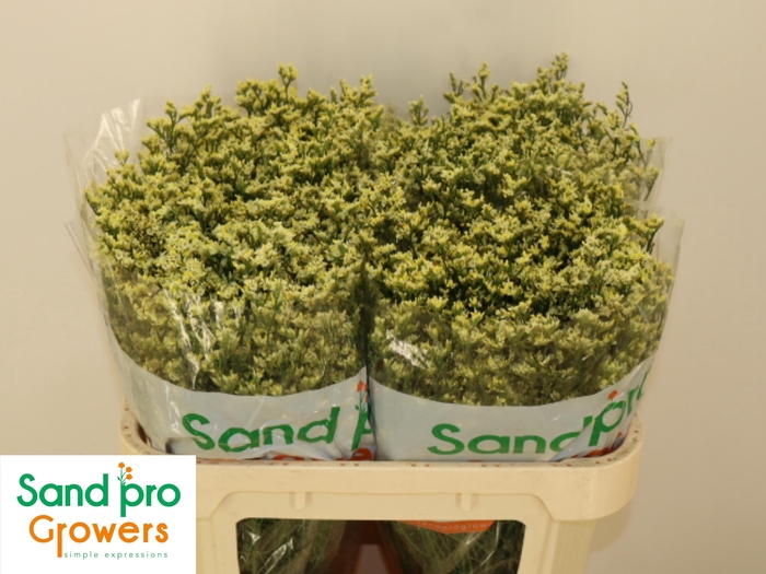 <h4>LIM SIN CHINA LEMON</h4>