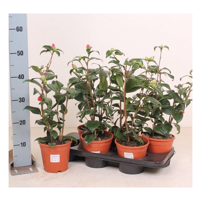 <h4>CAME JAPONICA</h4>