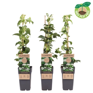 Hydrangea anomala petiolaris