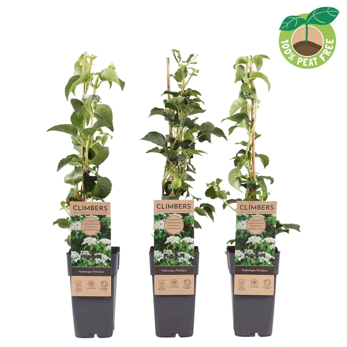 <h4>Hydrangea anomala petiolaris</h4>