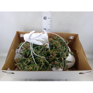 Crassula marnieriana