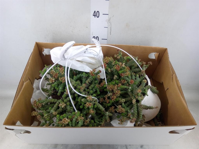 <h4>Crassula marnieriana</h4>