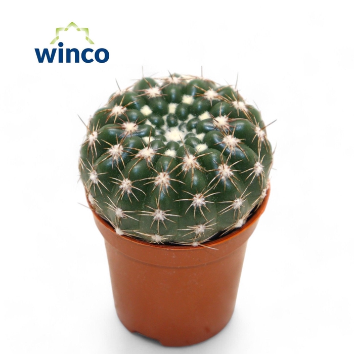 <h4>Notocactus Uebelmaniana Inermis</h4>