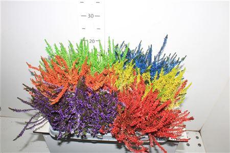 <h4>Callu Klb Mixk H% Paint</h4>