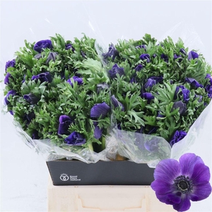 Anemone Galil Blauw