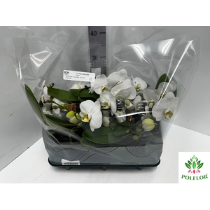 Phalaenopsis Muse White 12Ø 35cm 2st 25fl