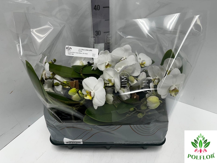 Phalaenopsis Muse White 12Ø 35cm 2st 25fl