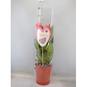 Anthurium  'Summer Love Imp'